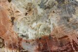 Colorful Petrified Wood (Araucaria) Slab - Madagascar #81340-1